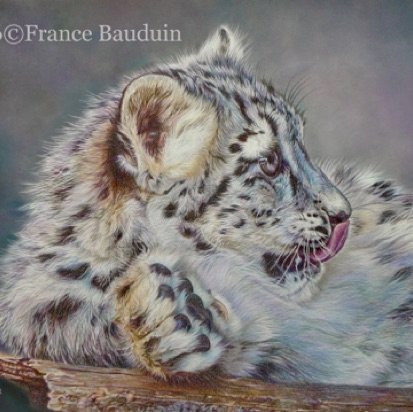 Snow Leopard cub - 46 hours
Blue Pastelmat
12" x 16.5"
Ref.: Pascal Lefebvre